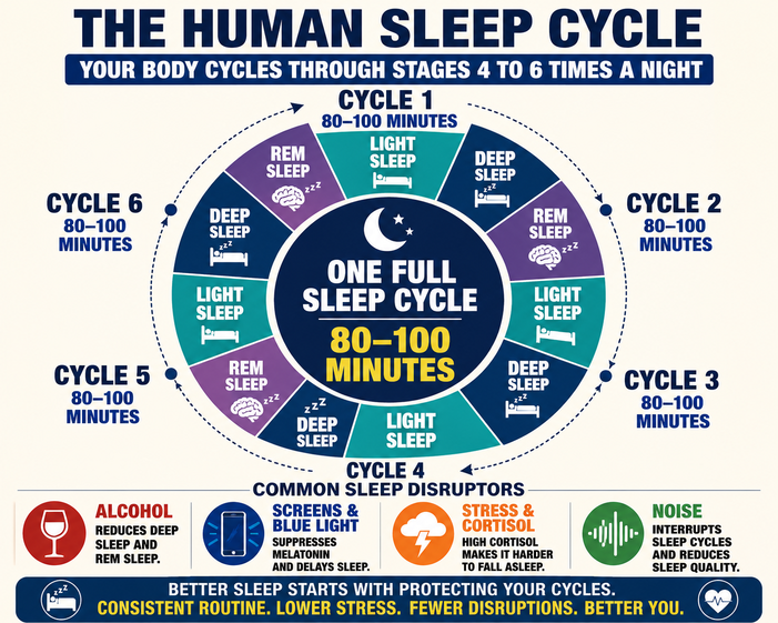 Sleep cycle infographic showing light, deep, and REM sleep stages