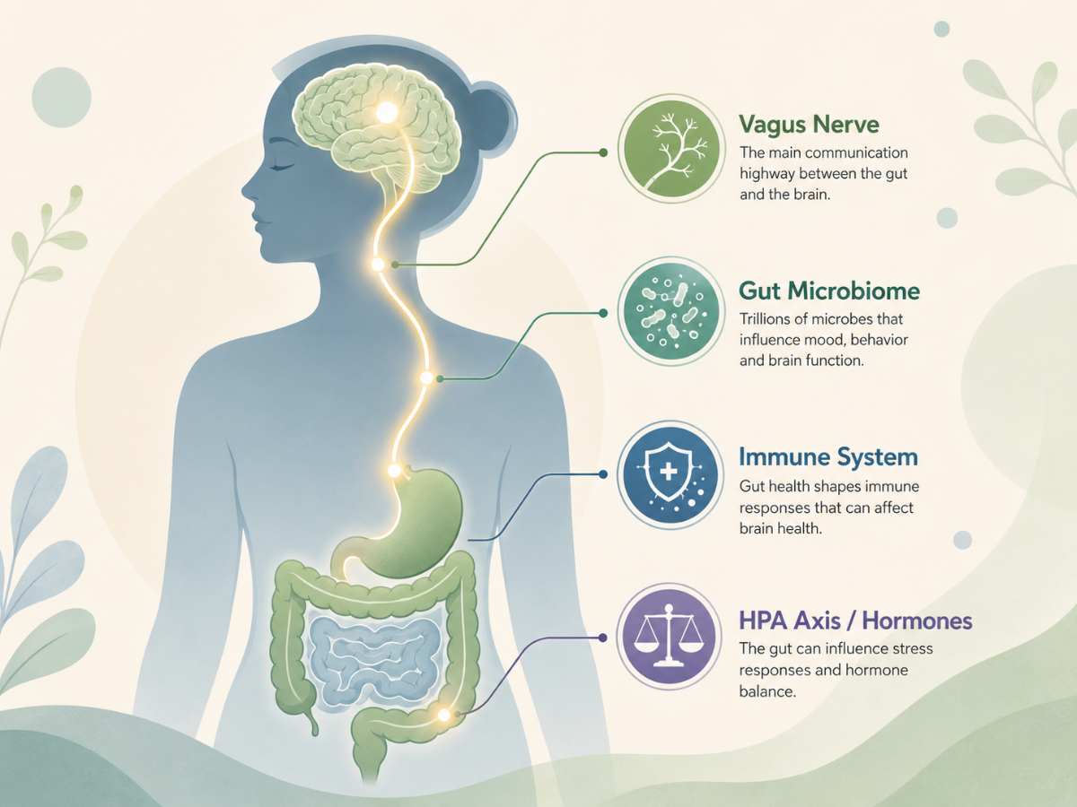 Why Your Gut-Brain Connection Might Be Causing Your Anxiety